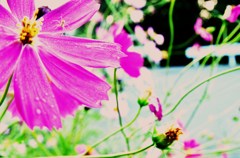秋櫻の中の蜘蛛大海を知らず