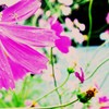 秋櫻の中の蜘蛛大海を知らず