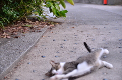 やっぱ通さん、だしゃぁっっ。