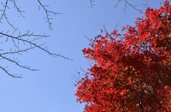 季節の心