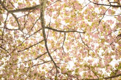 見上げれば満天桜