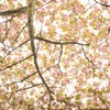 見上げれば満天桜