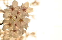 桜の瞬き