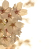 桜の瞬き