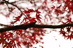 紅の心