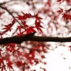 紅の心