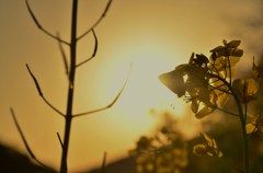夕暮れにつつまれて