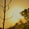 夕暮れにつつまれて