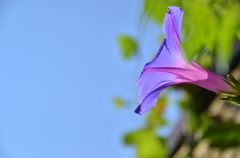 さわや花