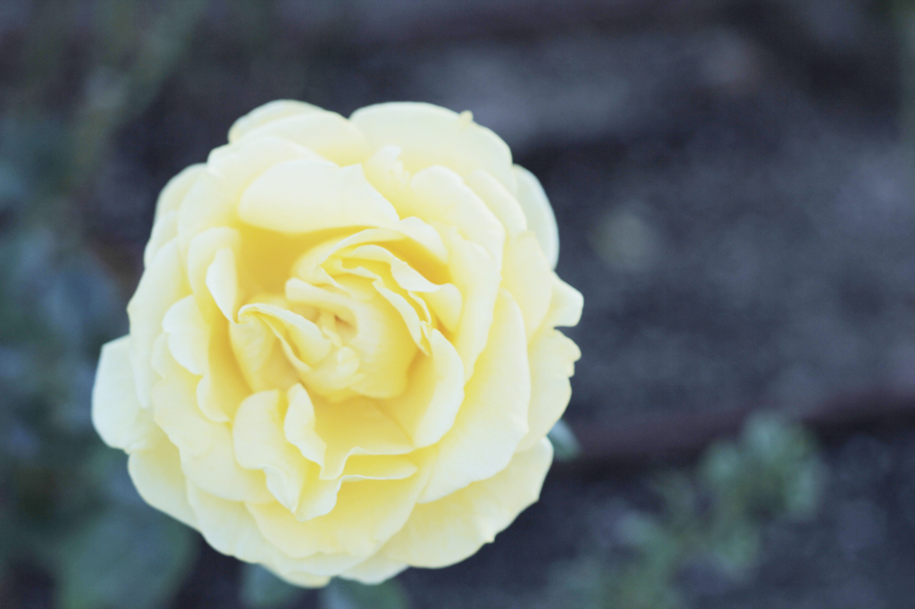 黄色い薔薇2