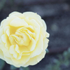 黄色い薔薇2