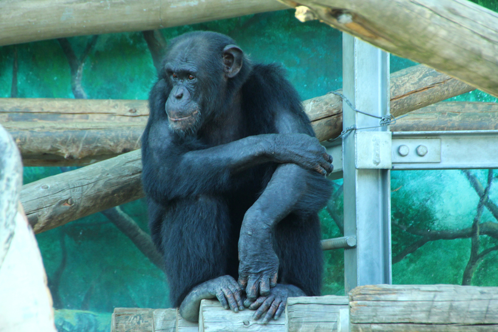 monkey