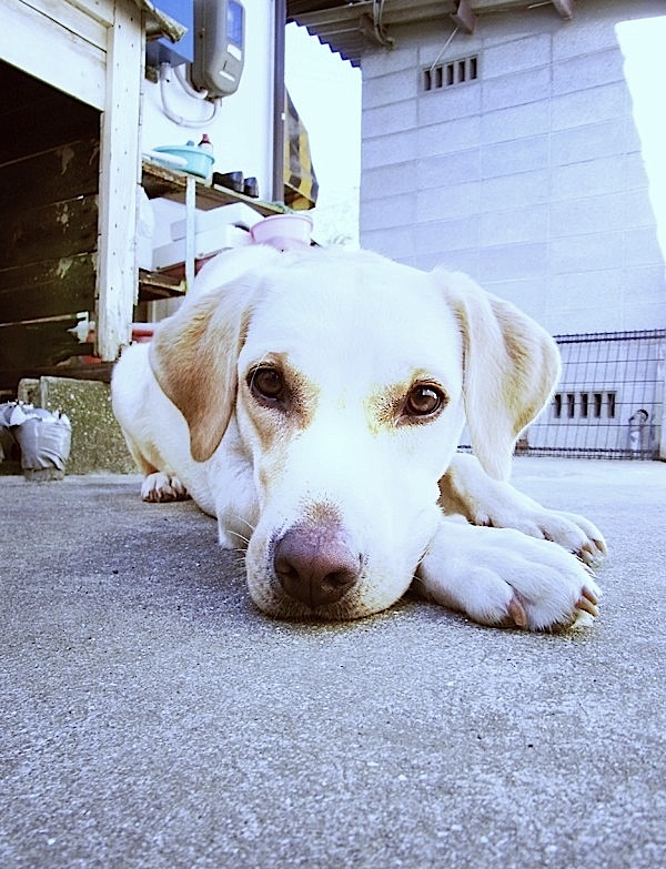 dog-A