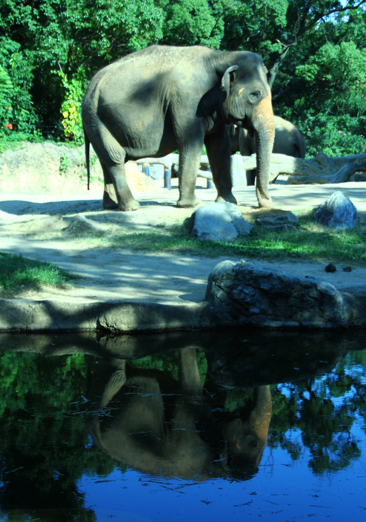 elephants