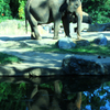 elephants
