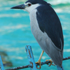 bird2
