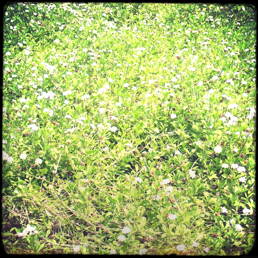 草花