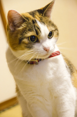 cat01