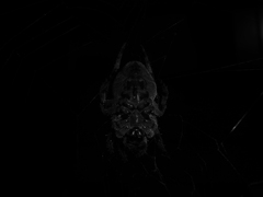 闇の蜘蛛