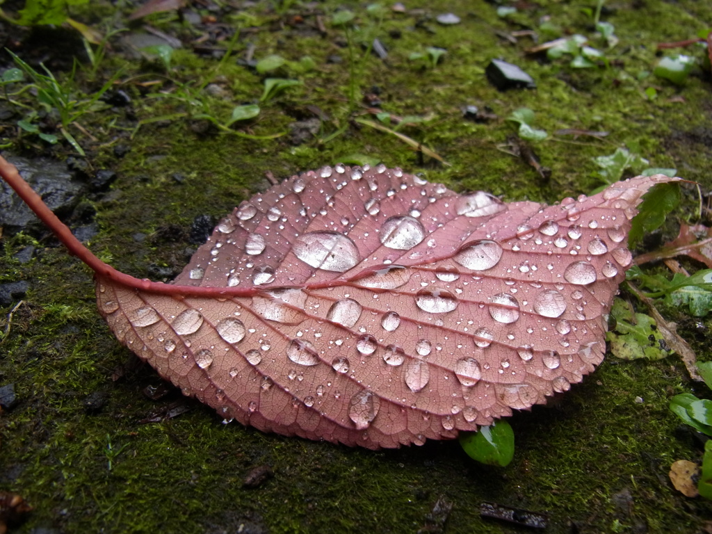 雨を運ぶ船