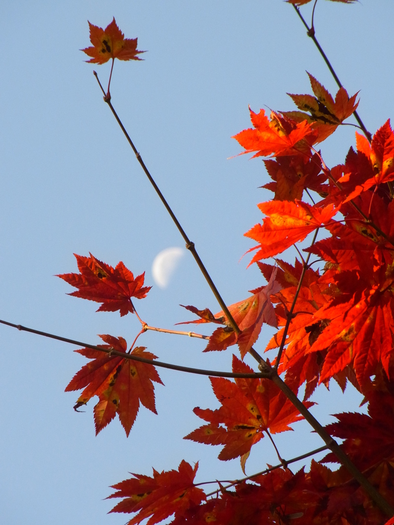 月も紅葉狩り
