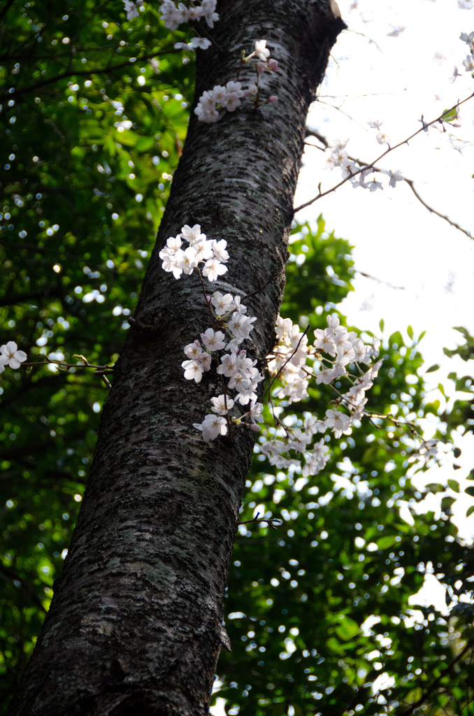 Sakura