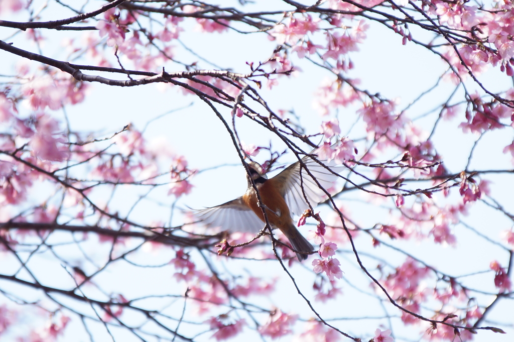 ヤマガラと文殊桜