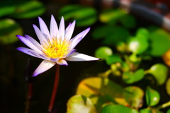 P1050414 蓮花