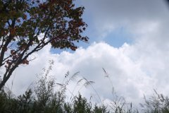 紅楓白雲