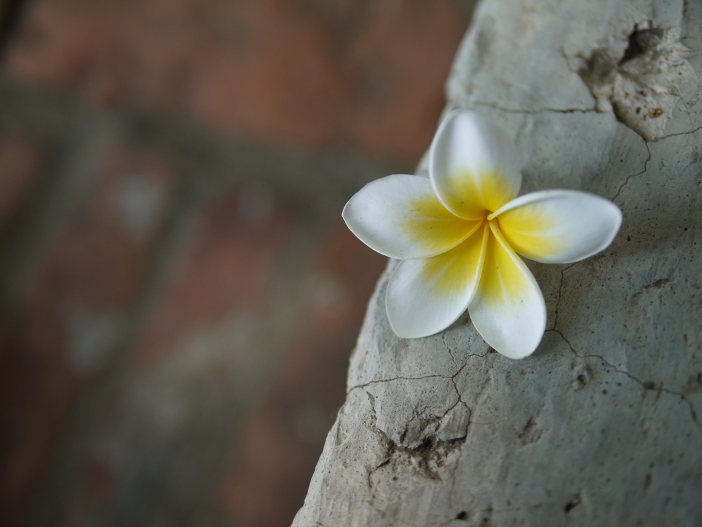 P1040904 花
