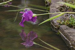 DSC_5037.jpg－１