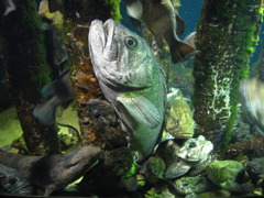 水族館