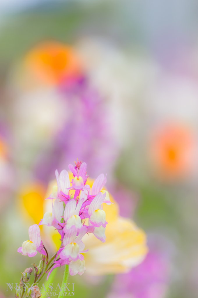 Fiori...molto lucente fiori.