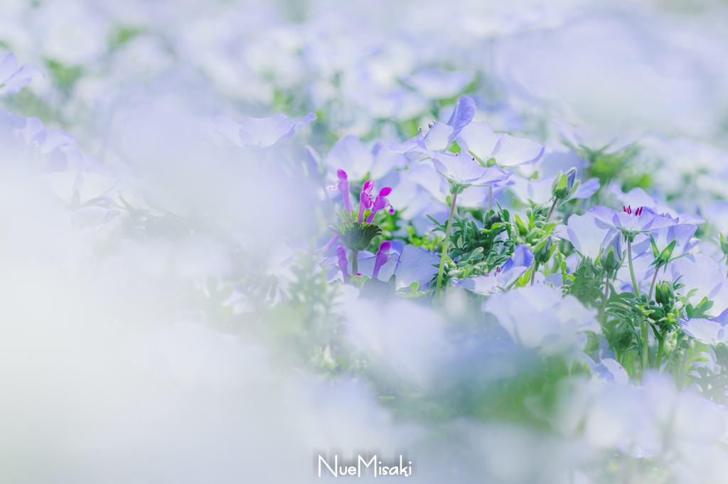 Shining  heart