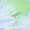 どうも！　カマキリです！