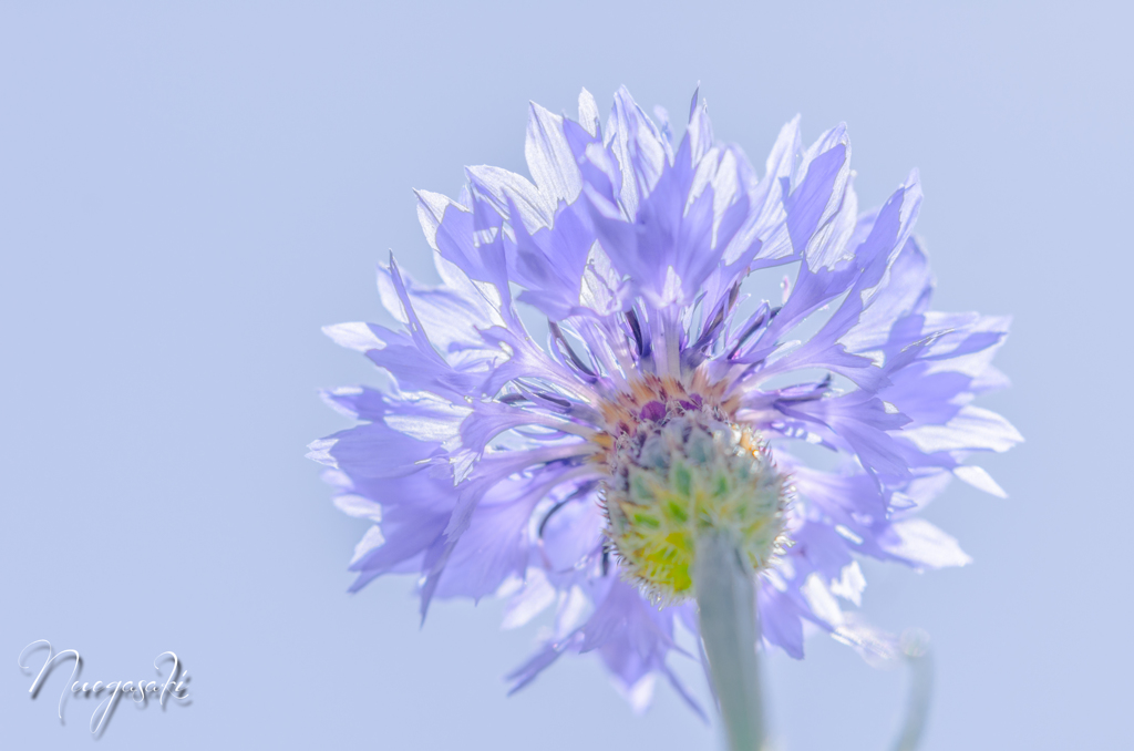 Madame Bleuet