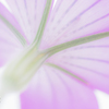 Faint viola