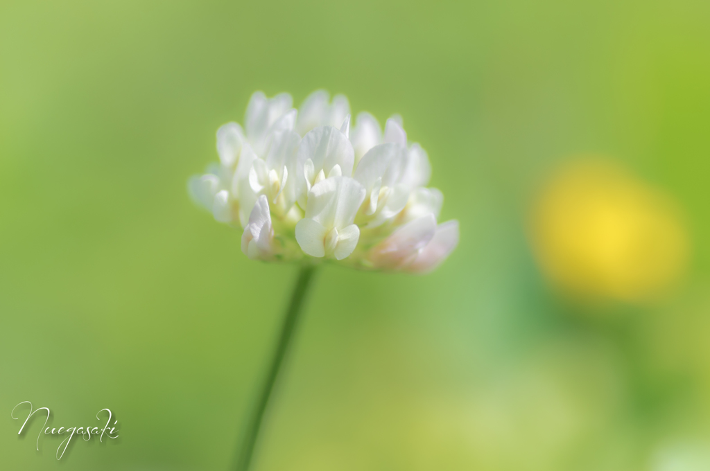 White Clover