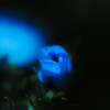Dim fairy