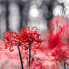 Ominous bloom