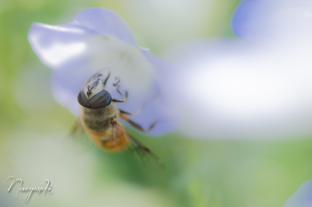  Insignis blue