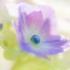 Hydrangea　　　CD＝Ⅴ