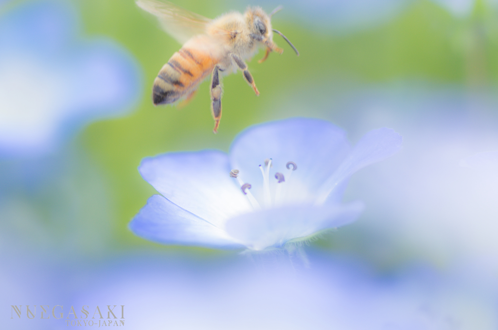 西洋蜜蜂と瑠璃唐草