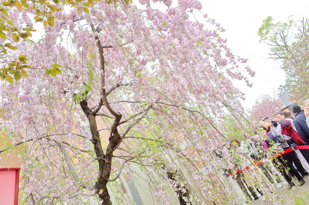 枝垂れ桜