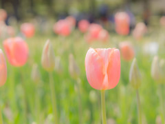 万博記念公園