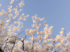 2014年　桜