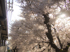 2014年　桜