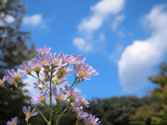 青空と