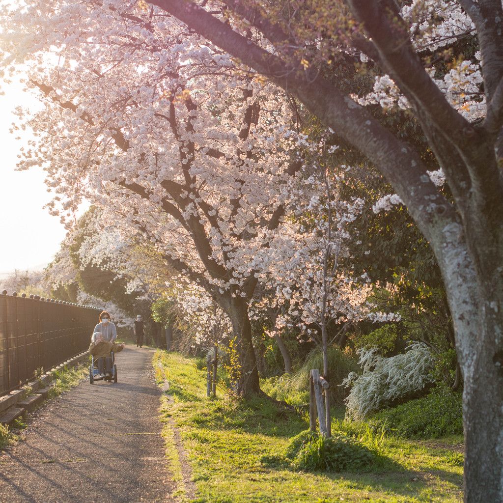 2014年　桜
