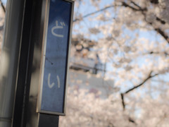 2014年　桜